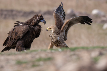 Cinereous Vulture Imperial Eagle Birds