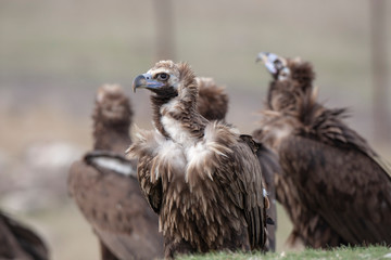 Fototapeta premium Cinereous Vulture Birds