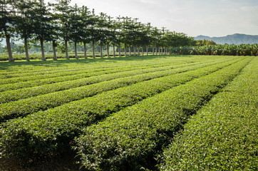 Fototapeta na wymiar green tea farm