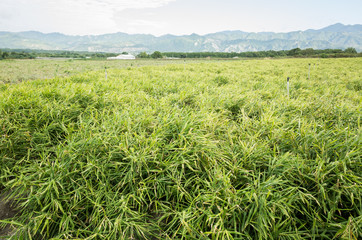 ginger farm at outdoor