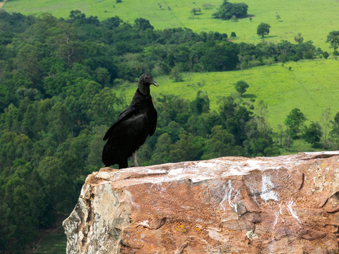 Black Vulture Coragyps atratus on rock with far background