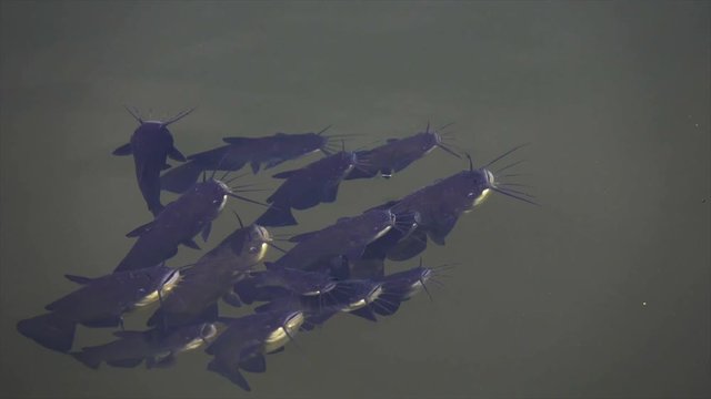 Schwarzer Zwergwels, Schwarzer Katzenwels (Ameiurus melas, auch Ictalurus nebulosus)