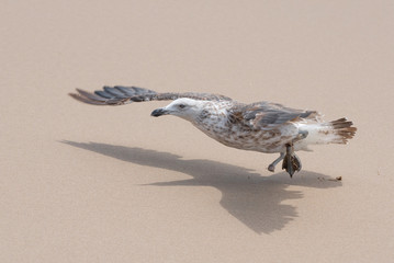 Pictured is a juvenile kelp gull which has lost one foot and is about to lose the other due to what appears to be entangled fishing line.