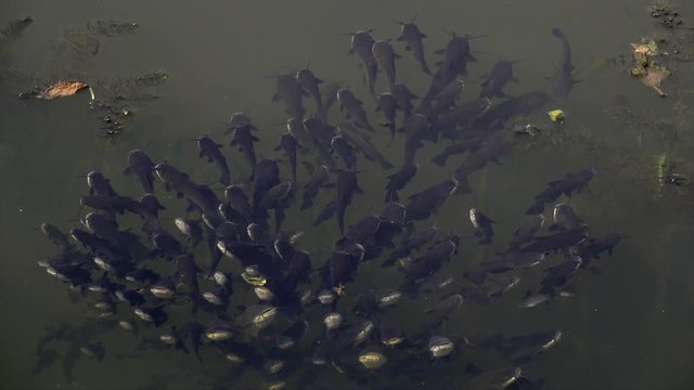 Schwarzer Zwergwels, Schwarzer Katzenwels (Ameiurus melas, auch Ictalurus nebulosus)