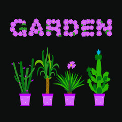 Garden collection with cactus