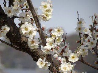 .......ウメの花　枝のクローズアップ　後ろは青系のボケ
