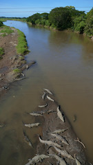 Crocodiles