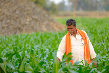 Naklejka na ściany i meble Indian farmer at green corn field