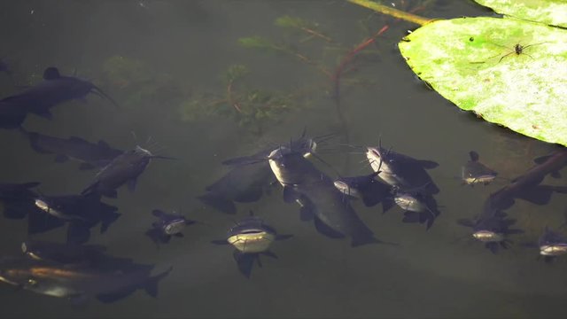 Schwarzer Zwergwels, Schwarzer Katzenwels (Ameiurus melas, auch Ictalurus nebulosus)