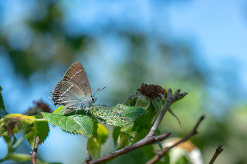 Lycaenidae / Güzel Sevbeni / / Satyrium spini