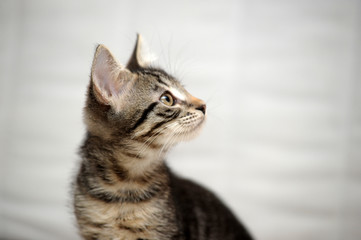 striped kitten on a light background