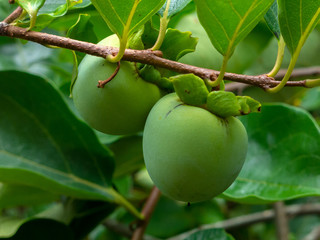 Not Mature green Kaki (Khaki, Persimmon) fruits on tree