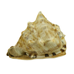 Cassis tuberosa or King Helmet Seashell isolated on white background