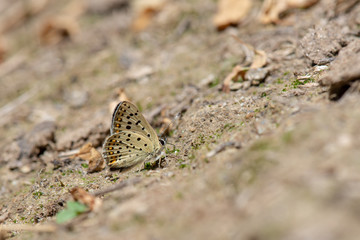 Lycaenidae / İsli Bakır / / Lycaena tityrus