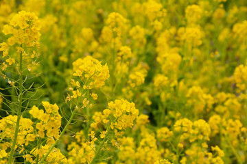 満開の菜の花畑の黄色い菜の花