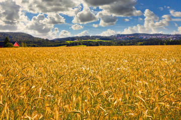  Cornfield just outside Oslo, Norway