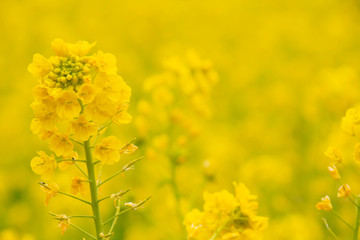 満開の菜の花畑の黄色い菜の花
