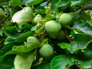 Not Mature green Kaki (Khaki, Persimmon) fruits on tree