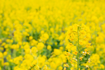 満開の菜の花畑の黄色い菜の花