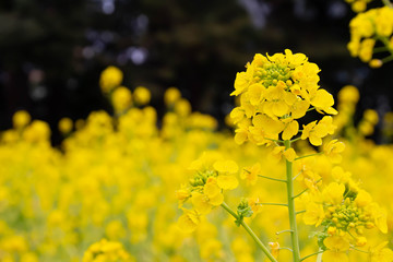 満開の菜の花畑の黄色い菜の花