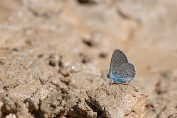 Lycaenidae / Mavi Osiris / / Cupido osiris
