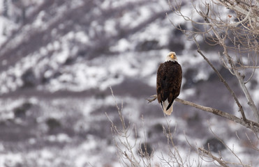 Bald Eagle Looking Back