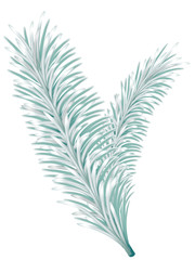 Naklejka premium Lightgreen fir tree branch