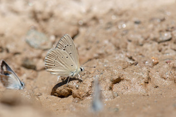 Çokgözlü Anadolu Beyazı / Polyommatus menalcas / Turkish Furry Blue