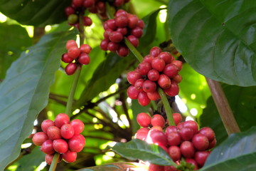 Arabica Coffee Tree.red ripe berries.