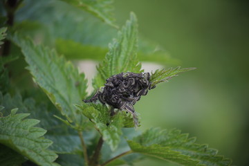beetle on leaf