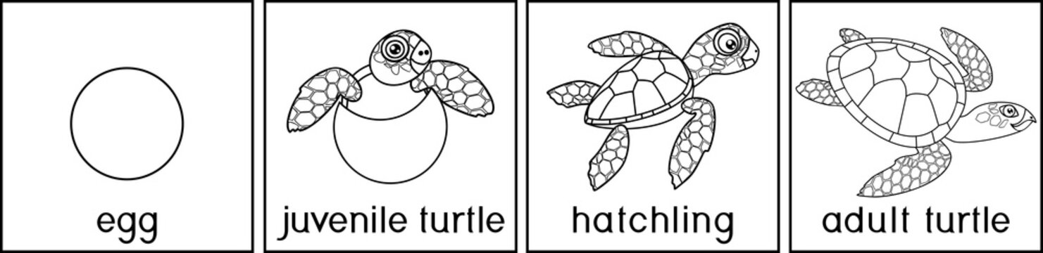 Coloring page with life cycle of sea turtle. Sequence of stages of development of turtle from egg to adult animal