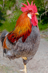 colorful rooster
