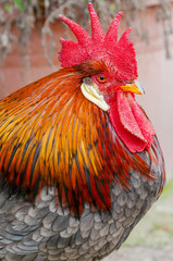 colorful rooster, close-up