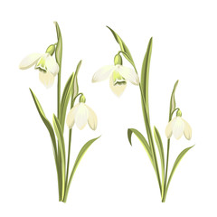 Vector set of snowdrops flowers. Botanical illustration of Galanthus flowers. Vector illustration.