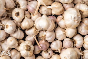 Garlic on dark wooden background.