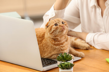 Fototapeta premium Young woman with cute funny cat working at home
