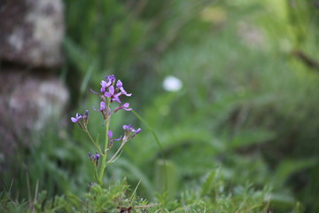 purple flowers in the garden