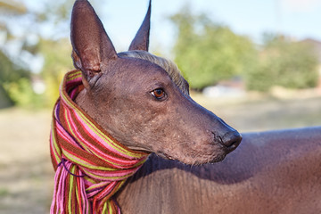 The head of Xoloitzcuintle dog (Mexican Hairless dog breed) in bright stripped scarf on the autumn/fall background. Outdoors, close-up portrait of adult dog of big (standard) size. Copy space