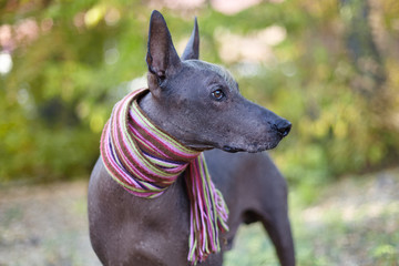 Xoloitzcuintle dog (Mexican Hairless dog breed) in bright stripped scarf on the autumn/fall background. Outdoors, close-up portrait of adult dog of big (standard) size. Copy space.