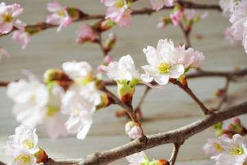 Cherry blossoms taken in the room.  室内で撮影した桜の花