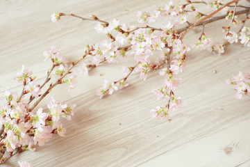 Cherry blossoms taken in the room.  室内で撮影した桜の花