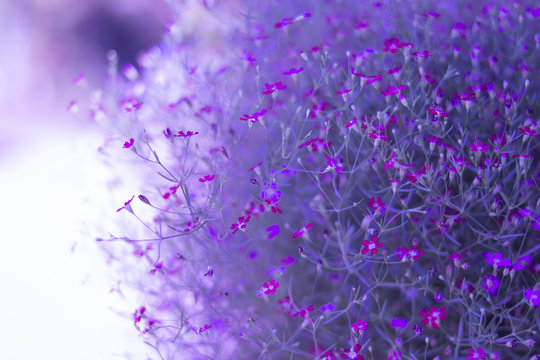 Yipso flower stock photo.