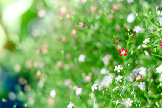 Yipso flower stock photo.