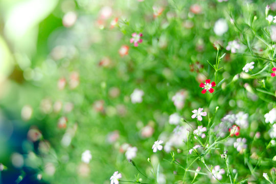 Yipso flower stock photo.