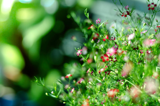 Yipso flower stock photo.