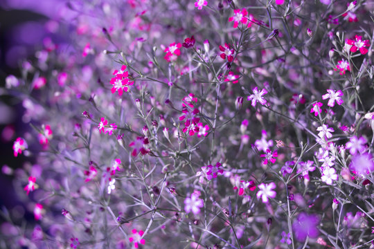 Yipso flower stock photo.