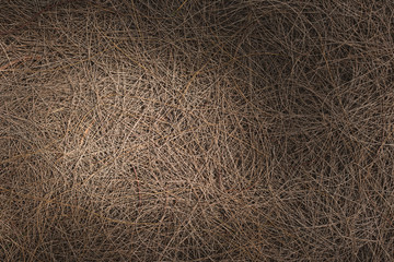 full frame image of a fallen twigs on ground with sunlight and shadows. concept of nature background