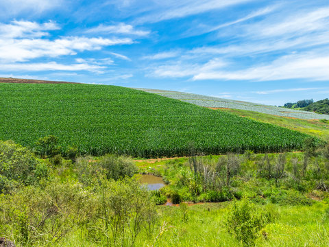 Corn field plantation in Brazil