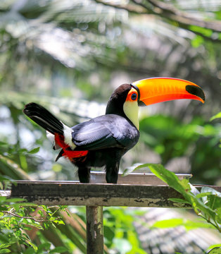 Toucan Sam