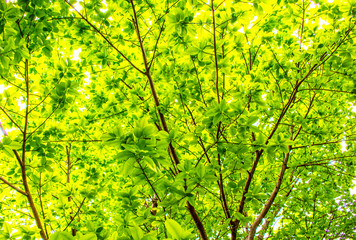 Fresh green leaves and branches on the banyan tree in the deciduous forest of springtime